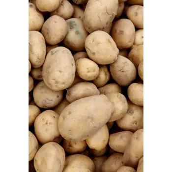 potato (15)-2265571-41384.webp